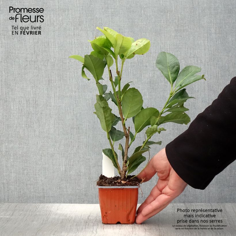 Amostra de Louro-cereja - Prunus laurocerasus Etna Vaso de 8/9 cm tal como entregue no inverno