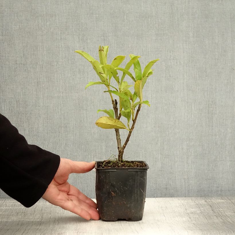 Amostra de Louro-cereja - Prunus laurocerasus Fontanettes Vaso de 8/9 cm tal como entregue no outono