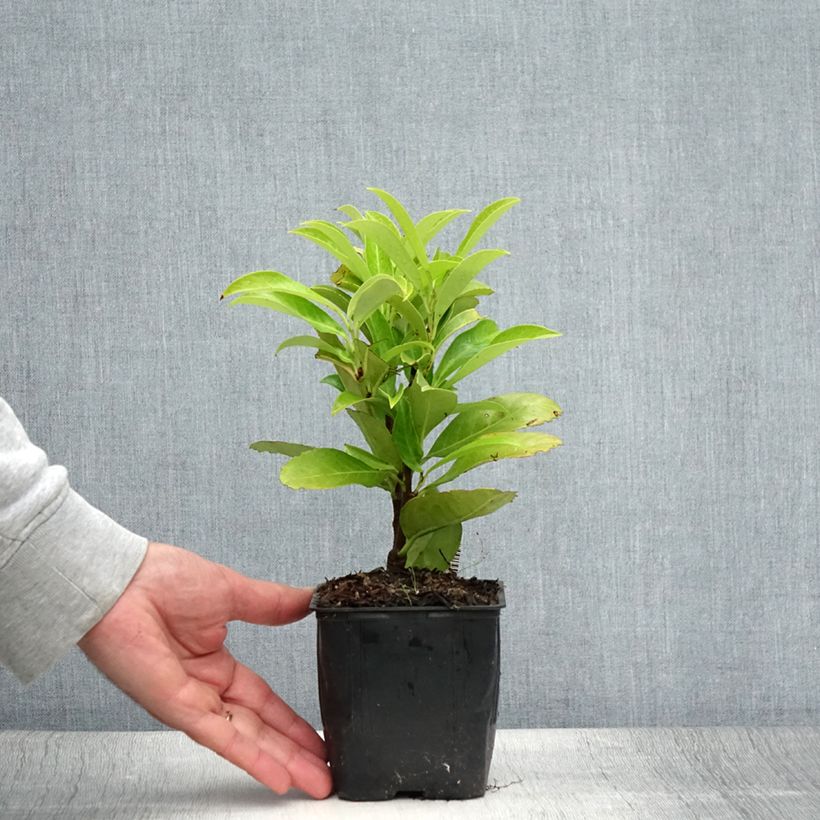 Amostra de Louro-cereja - Prunus laurocerasus Fontanettes Vaso de 8/9 cm tal como entregue no verão