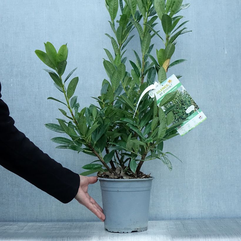 Amostra de Louro-cereja - Prunus laurocerasus Greentorch Vaso de 3 L/4 L tal como entregue no outono