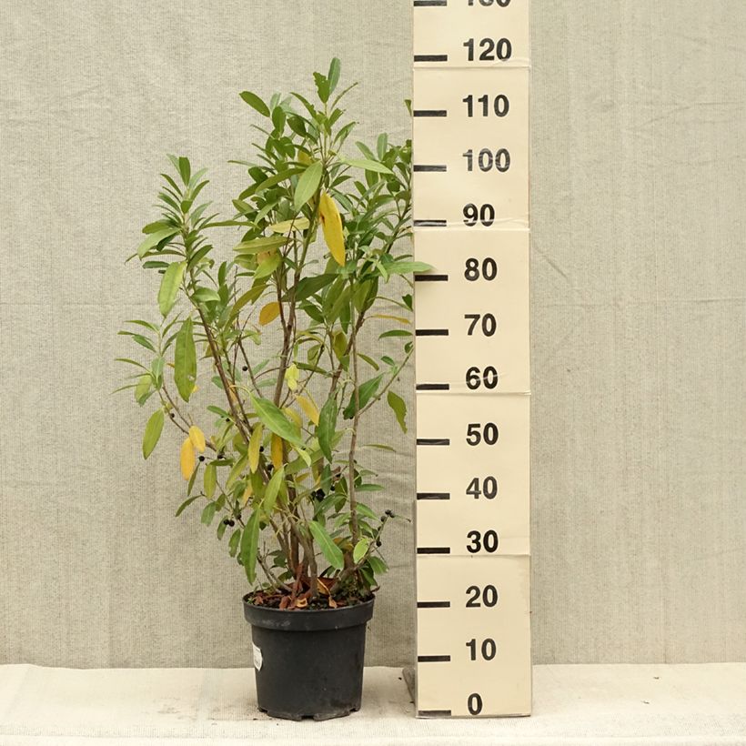 Amostra de Louro-cereja - Prunus laurocerasus Herbergii Vaso de 7,5 L/10 L tal como entregue no verão