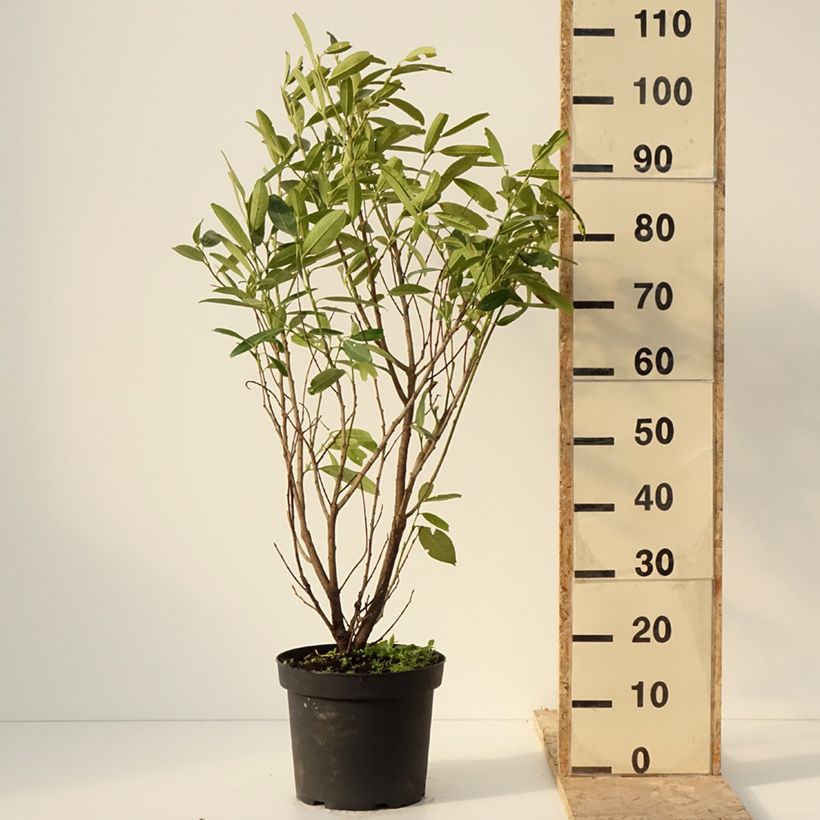 Amostra de Laurier cerise - Prunus laurocerasus Herbergii Vaso de 7,5 L/10 L tal como entregue no inverno