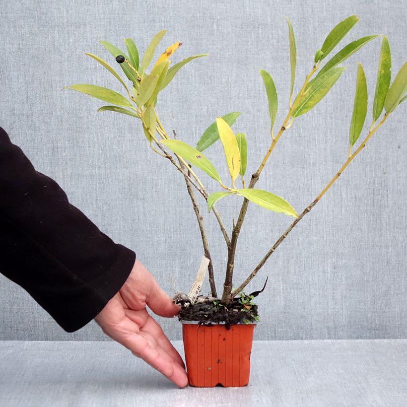 Amostra de Louro-cereja - Prunus laurocerasus Herbergii Vaso de 8/9 cm tal como entregue no outono