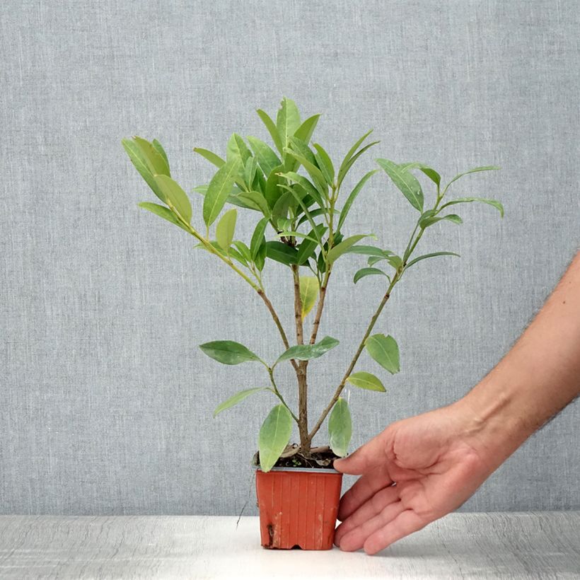 Amostra de Louro-cereja - Prunus laurocerasus Herbergii Vaso de 8/9 cm tal como entregue no verão