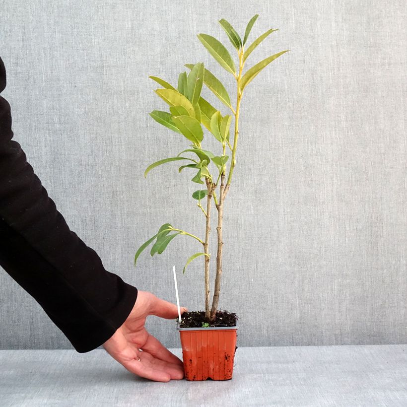 Amostra de Laurier cerise - Prunus laurocerasus Herbergii Vaso de 8/9 cm tal como entregue no inverno