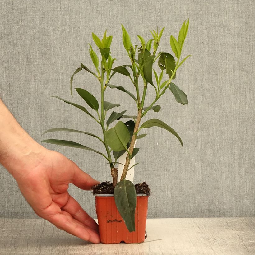 Amostra de Louro-cereja - Prunus laurocerasus Herbergii Vaso de 8/9 cm tal como entregue na primavera