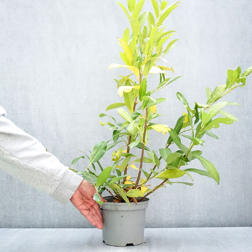Amostra de Louro-cereja - Prunus laurocerasus Herbergii Vaso de 3 L/4 L tal como entregue no outono