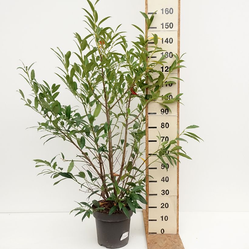 Amostra de Louro-cereja - Prunus laurocerasus Herbergii Vaso de 7,5 L/10 L tal como entregue no outono