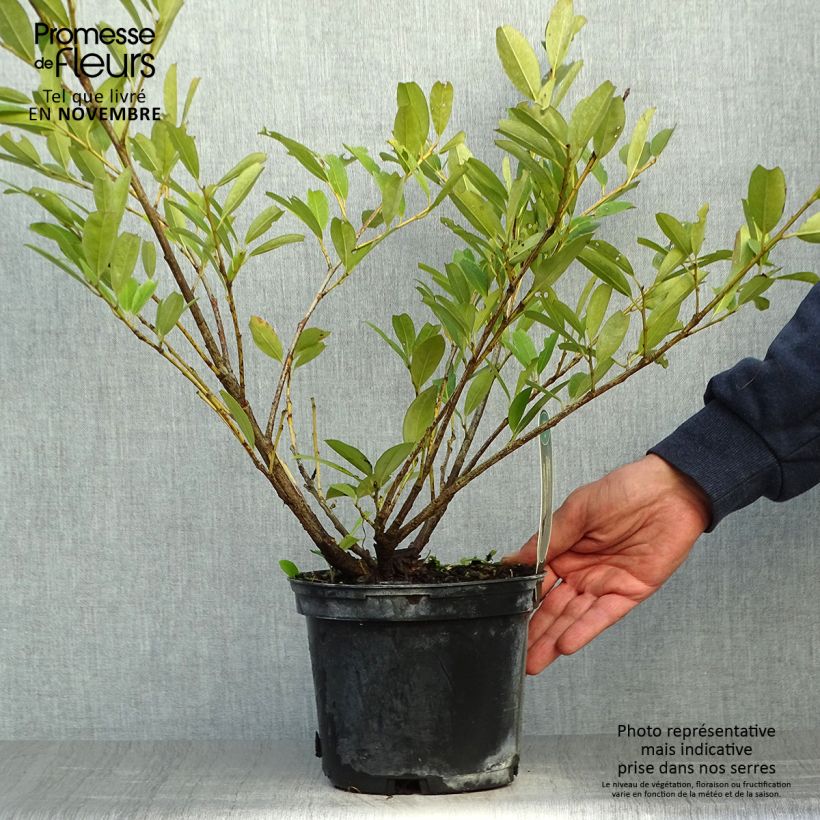 Amostra de Louro-cereja - Prunus Laurocerasus Mano Vaso de 2 L/3 L tal como entregue no outono