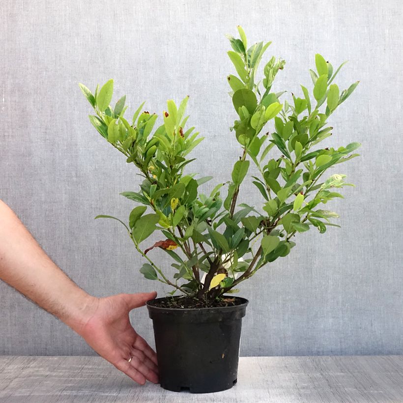 Amostra de Louro-cereja - Prunus Laurocerasus Mano Vaso de 2 L/3 L tal como entregue no verão