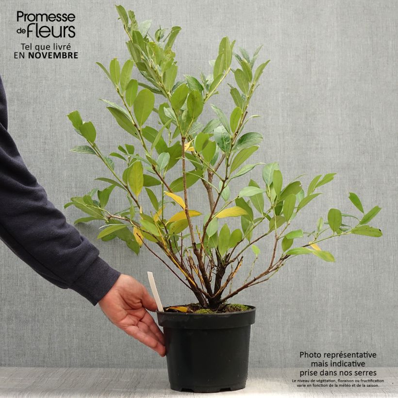 Amostra de Louro-cereja - Prunus Laurocerasus Mano Vaso de 3 L/4 L tal como entregue no outono