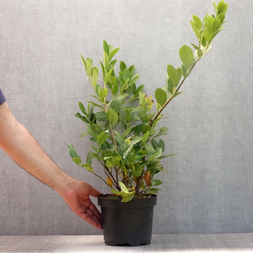Amostra de Louro-cereja - Prunus Laurocerasus Mano Vaso de 3 L/4 L tal como entregue no verão