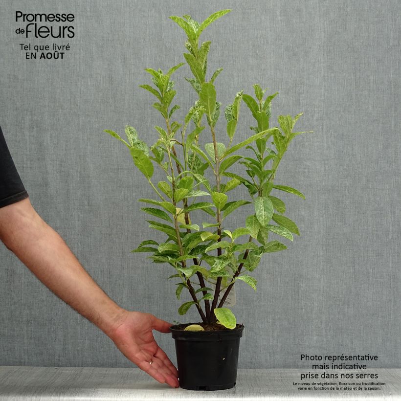 Amostra de Louro-cereja - Prunus laurocerasus Marbled White Vaso de 2 L/3 L tal como entregue no verão