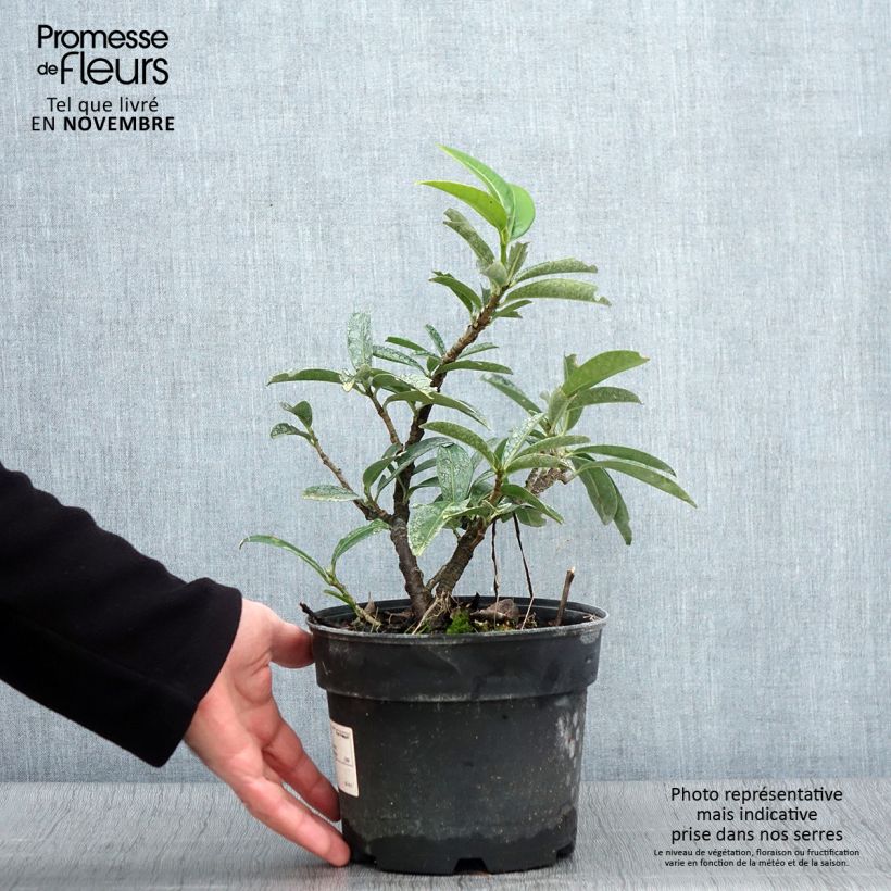 Amostra de Louro-cereja - Prunus laurocerasus Mount Vernon Vaso de 2 L/3 L tal como entregue no outono