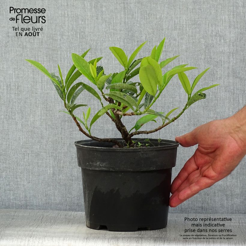 Amostra de Louro-cereja - Prunus laurocerasus Mount Vernon Vaso de 2 L/3 L tal como entregue no verão