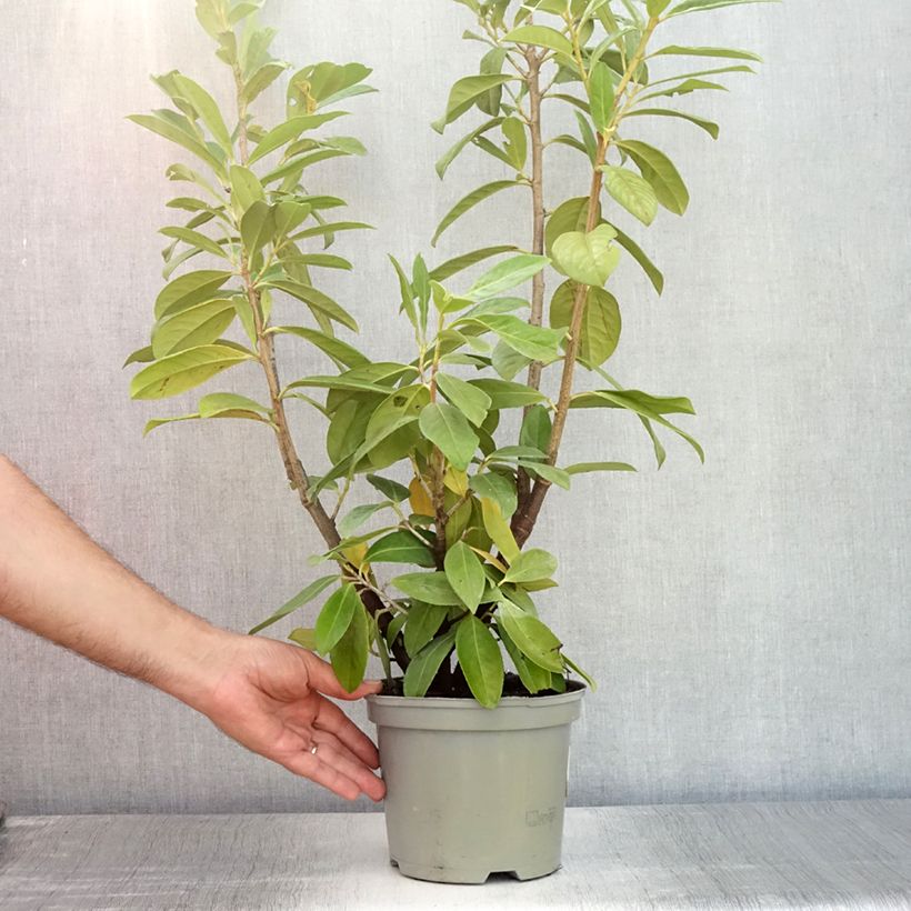 Amostra de Louro-cereja - Prunus laurocerasus New Vaso de 2 L/3 L tal como entregue no verão
