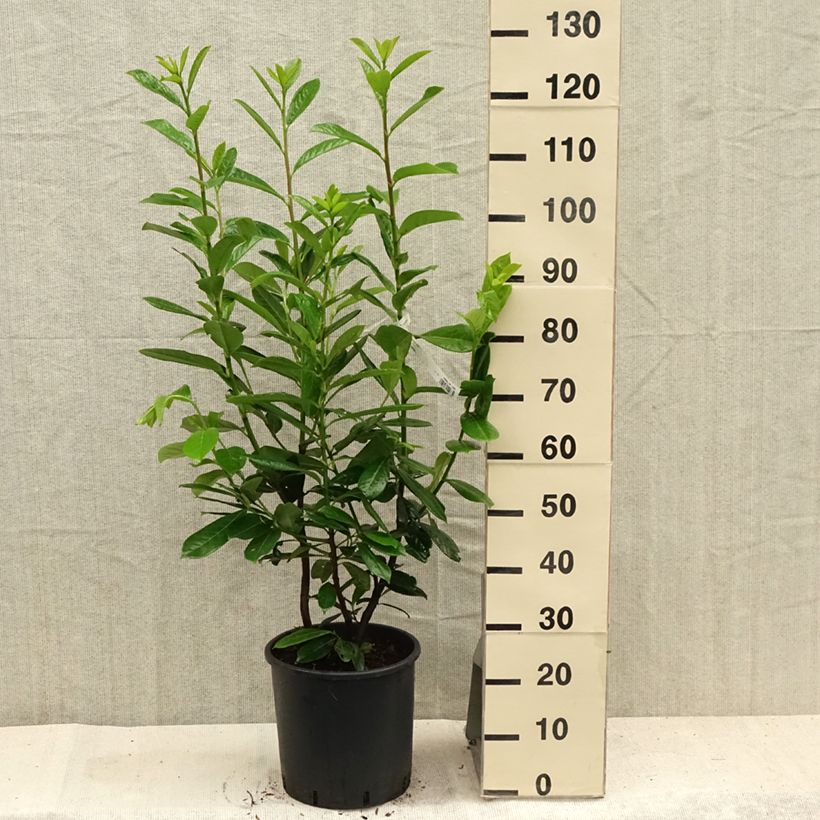 Amostra de Louro-cereja - Prunus laurocerasus New Vaso de 7,5 L/10 L tal como entregue no verão