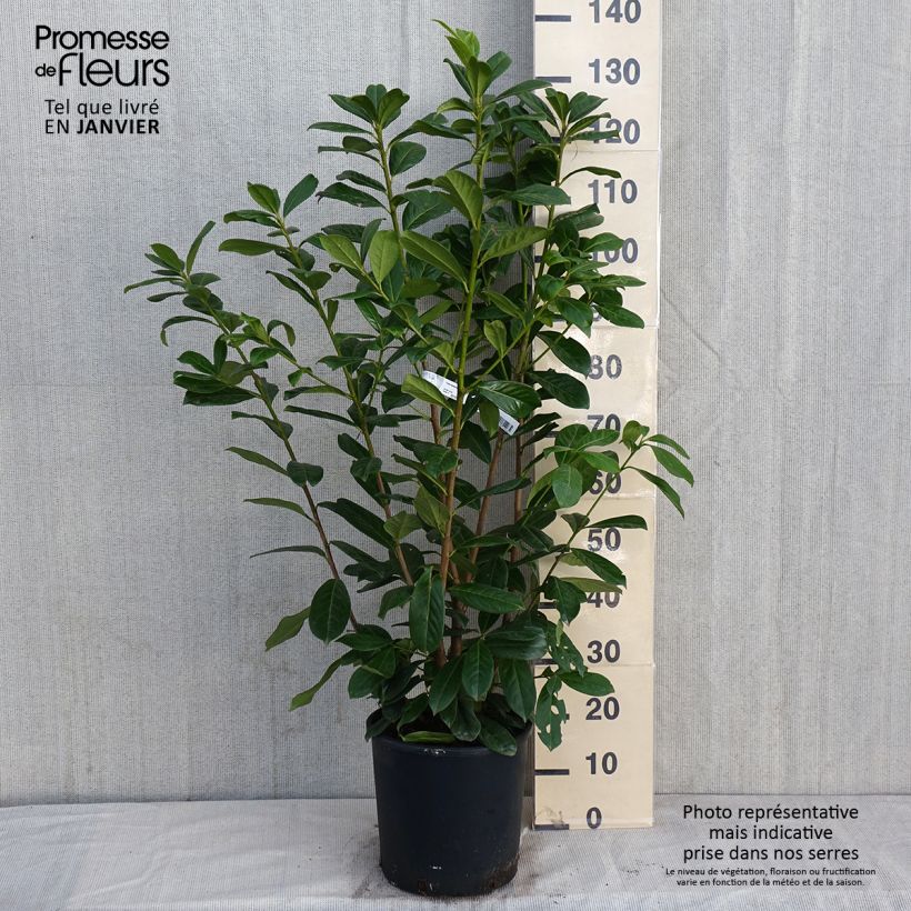Amostra de Laurier cerise - Prunus laurocerasus Novita Vaso de 7,5 L/10 L tal como entregue no inverno