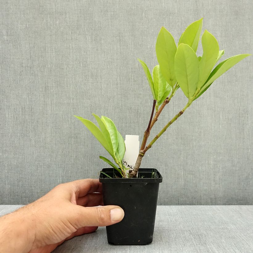 Amostra de Louro-cereja - Prunus laurocerasus New Vaso de 8/9 cm tal como entregue no verão