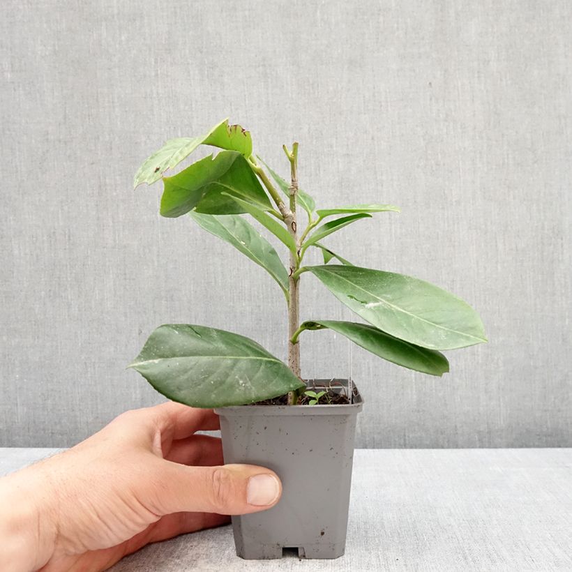 Amostra de Louro-cereja - Prunus laurocerasus New Vaso de 8/9 cm tal como entregue na primavera