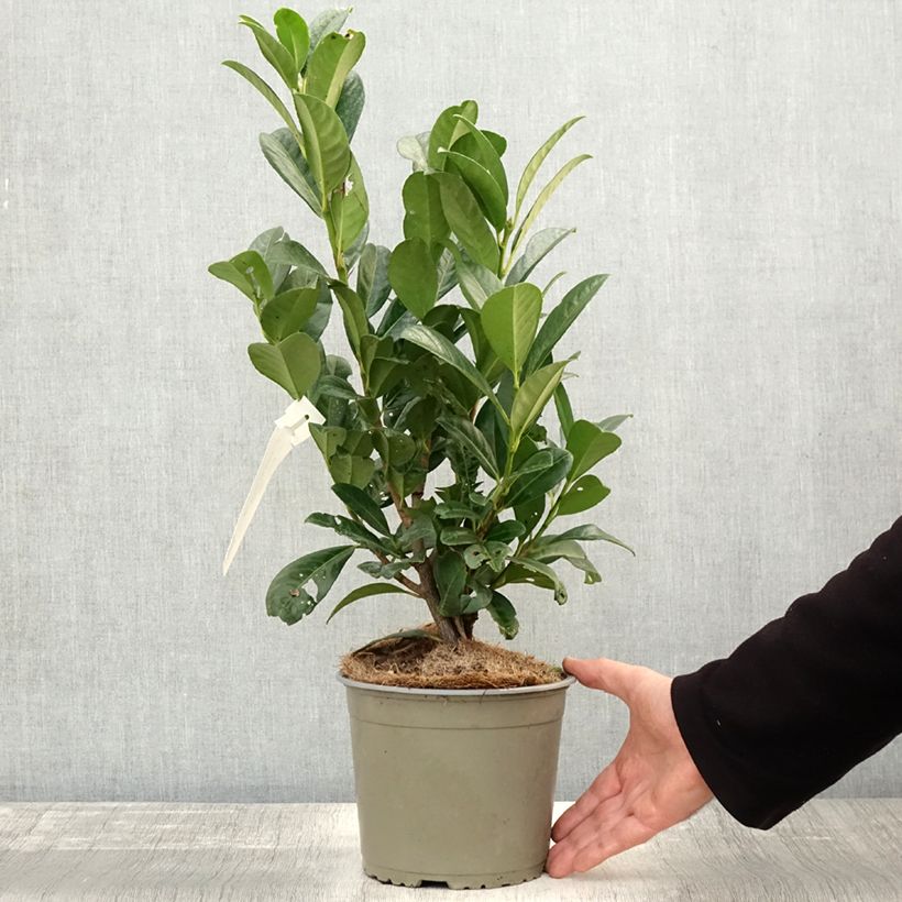 Amostra de Laurier cerise - Prunus laurocerasus Obelisk Pot de 2L/3L tal como entregue no outono