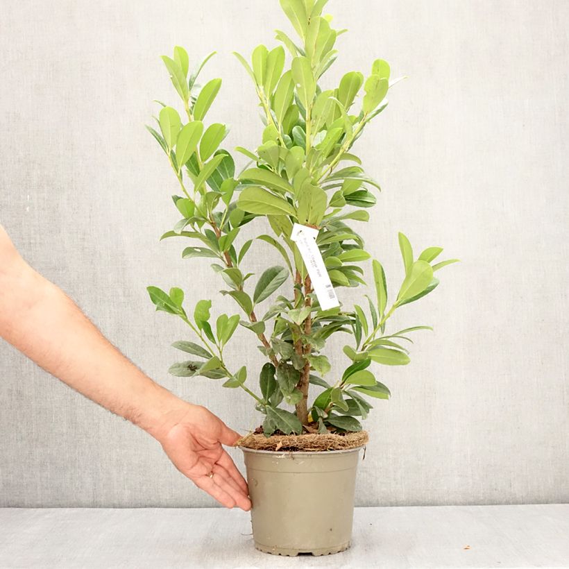 Amostra de Louro-cereja - Prunus laurocerasus Obelisk Vaso de 2 L/3 L tal como entregue no verão