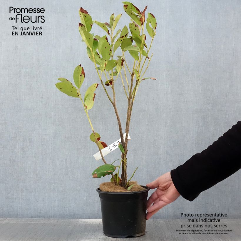 Amostra de Laurier cerise - Prunus laurocerasus Obelisk Vaso de 2 L/3 L tal como entregue no inverno
