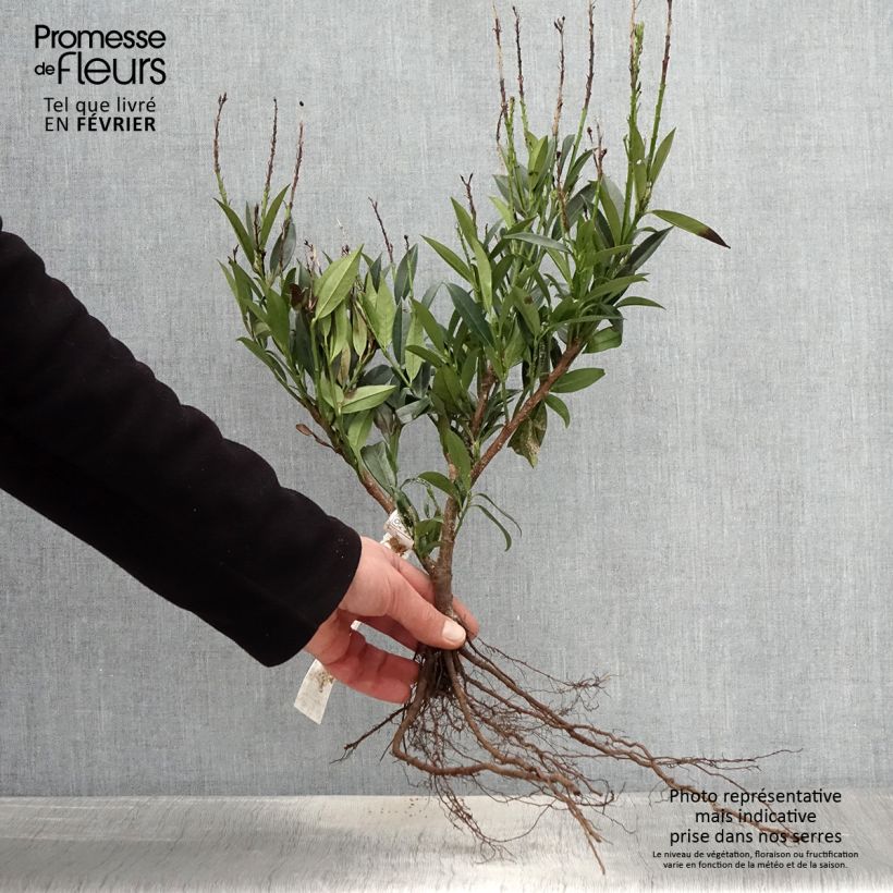 Amostra de Laurier cerise - Prunus laurocerasus Otto Luyken  Raízes nuas tal como entregue no inverno