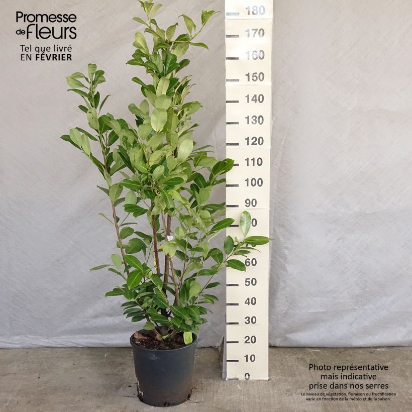 Amostra de Louro-cereja - Prunus laurocerasus Rotundifolia Vaso de 12 L/15 L tal como entregue no inverno