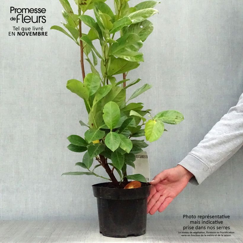 Amostra de Louro-cereja - Prunus laurocerasus Rotundifolia Vaso de 3 L/4 L tal como entregue no outono