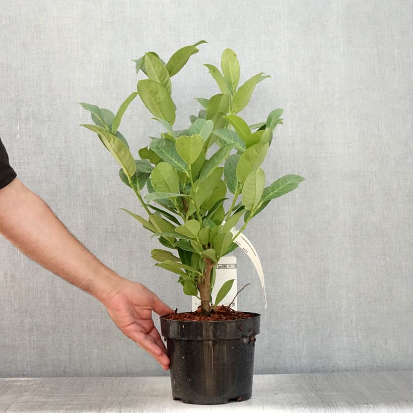Amostra de Louro-cereja - Prunus laurocerasus Rotundifolia Vaso de 3 L/4 L tal como entregue no verão