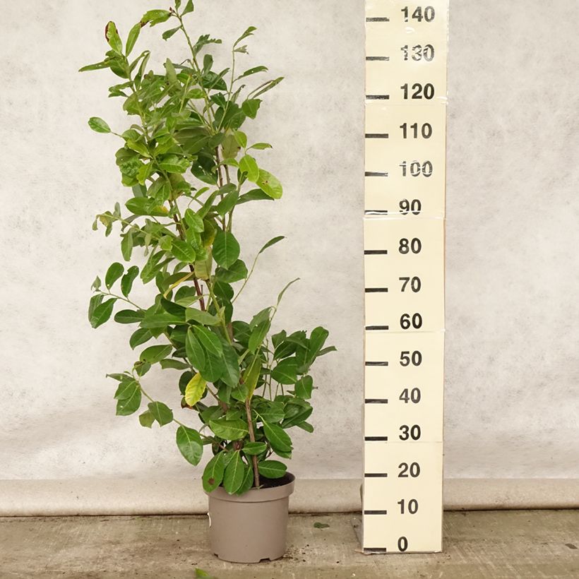 Amostra de Louro-cereja - Prunus laurocerasus Rotundifolia Vaso de 7,5 L/10 L tal como entregue no verão