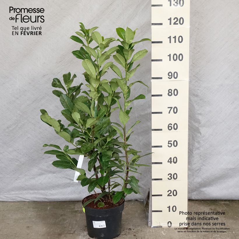 Amostra de Louro-cereja - Prunus laurocerasus Rotundifolia Vaso de 7,5 L/10 L tal como entregue no inverno