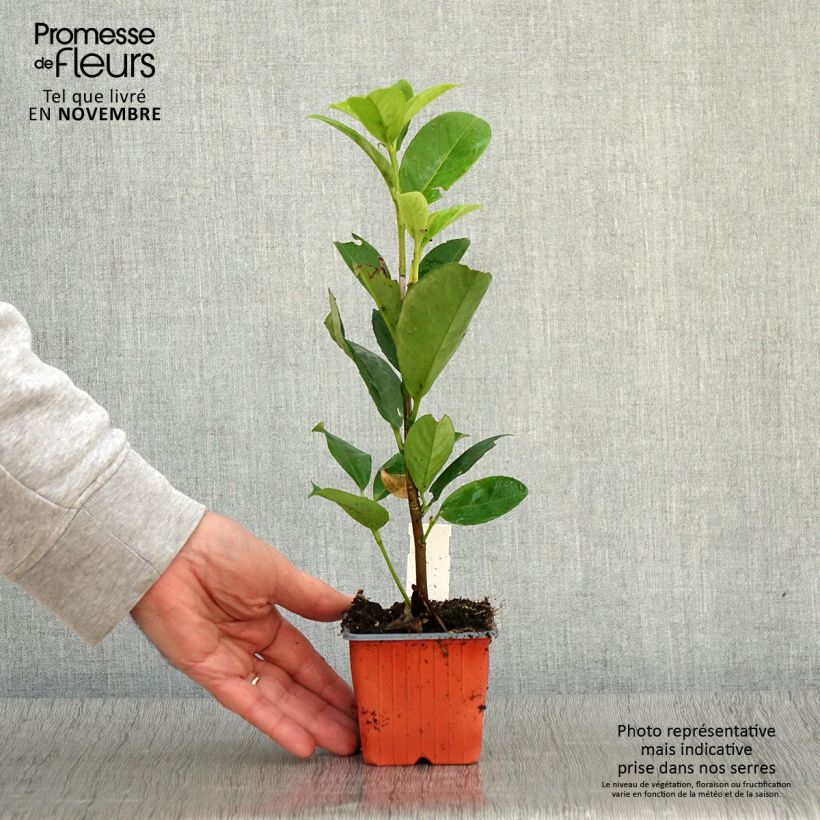 Amostra de Louro-cereja - Prunus laurocerasus Rotundifolia Vaso de 8/9 cm tal como entregue no outono
