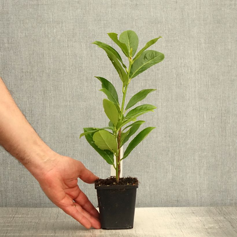 Amostra de Louro-cereja - Prunus laurocerasus Rotundifolia Vaso de 8/9 cm tal como entregue na primavera