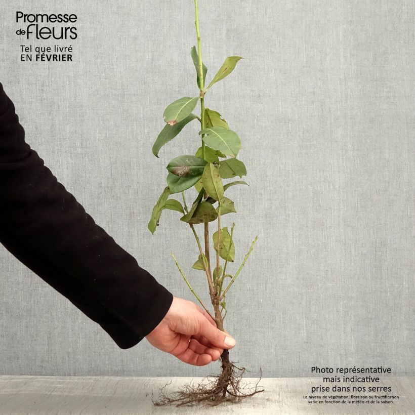 Amostra de Louro-cereja - Prunus laurocerasus Rotundifolia Raízes nuas tal como entregue no inverno