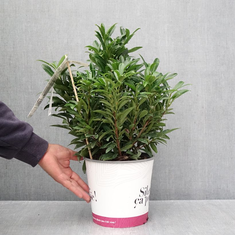 Amostra de Louro-cereja  - Prunus laurocerasus Sofia Vaso de 3 L/4 L tal como entregue no outono