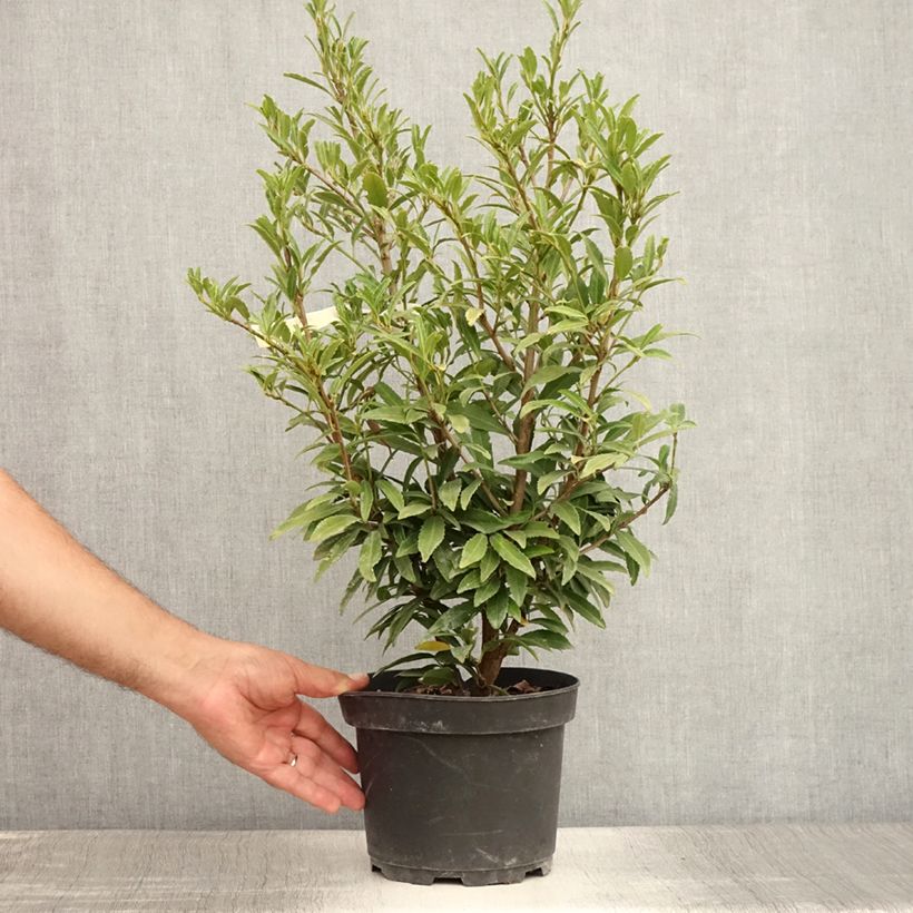Amostra de Louro-cereja  - Prunus laurocerasus Sofia Vaso de 3 L/4 L tal como entregue no verão