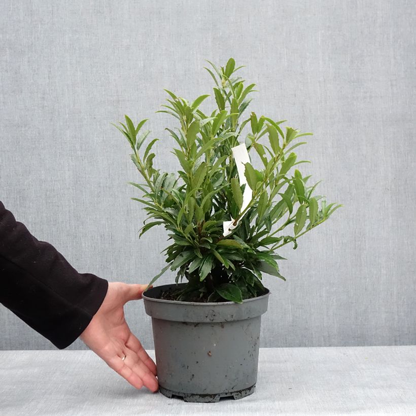 Amostra de Laurier cerise - Prunus laurocerasus Sofia Vaso de 3 L/4 L tal como entregue no inverno