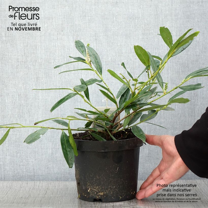 Amostra de Louro-cereja Zabeliana - Prunus laurocerasus Vaso de 2 L/3 L tal como entregue no outono