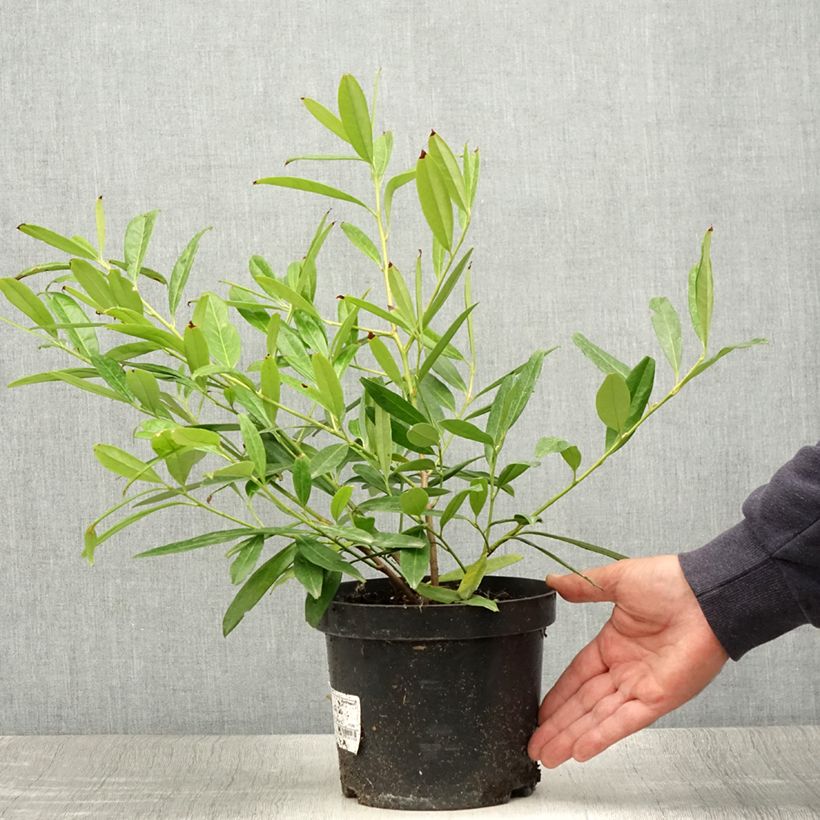 Amostra de Louro-cereja Zabeliana - Prunus laurocerasus Vaso de 2 L/3 L tal como entregue no verão