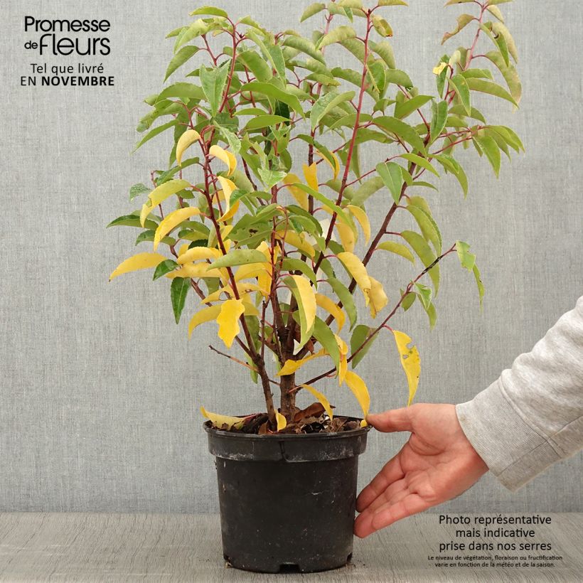 Amostra de Azereiro Variegata - Prunus lusitanica Vaso de 3 L/4 L tal como entregue no outono