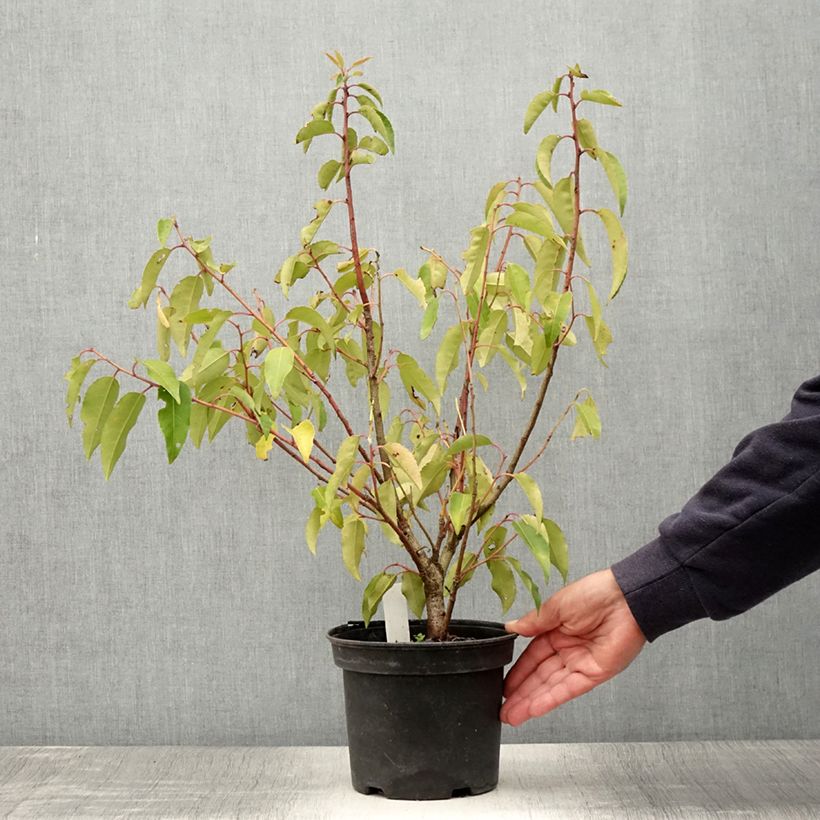 Amostra de Azereiro Variegata - Prunus lusitanica Vaso de 3 L/4 L tal como entregue no verão