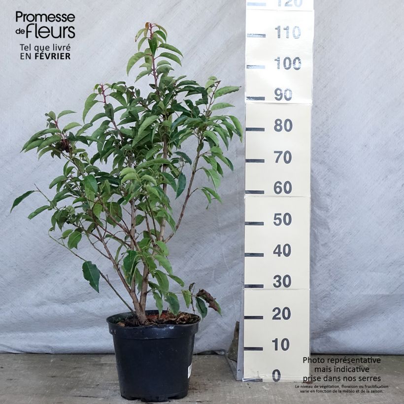 Amostra de Laurier du Portugal - Prunus lusitanica Vaso de 7,5 L/10 L tal como entregue no inverno