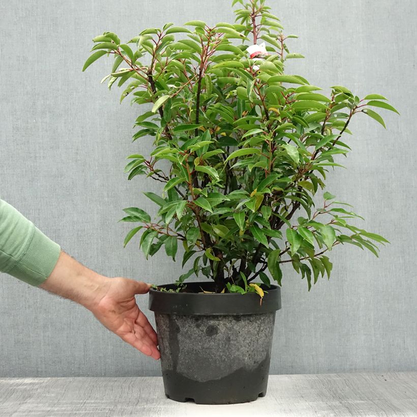 Amostra de Azereiro Angustifolia Vaso de 7,5 L/10 L tal como entregue no verão