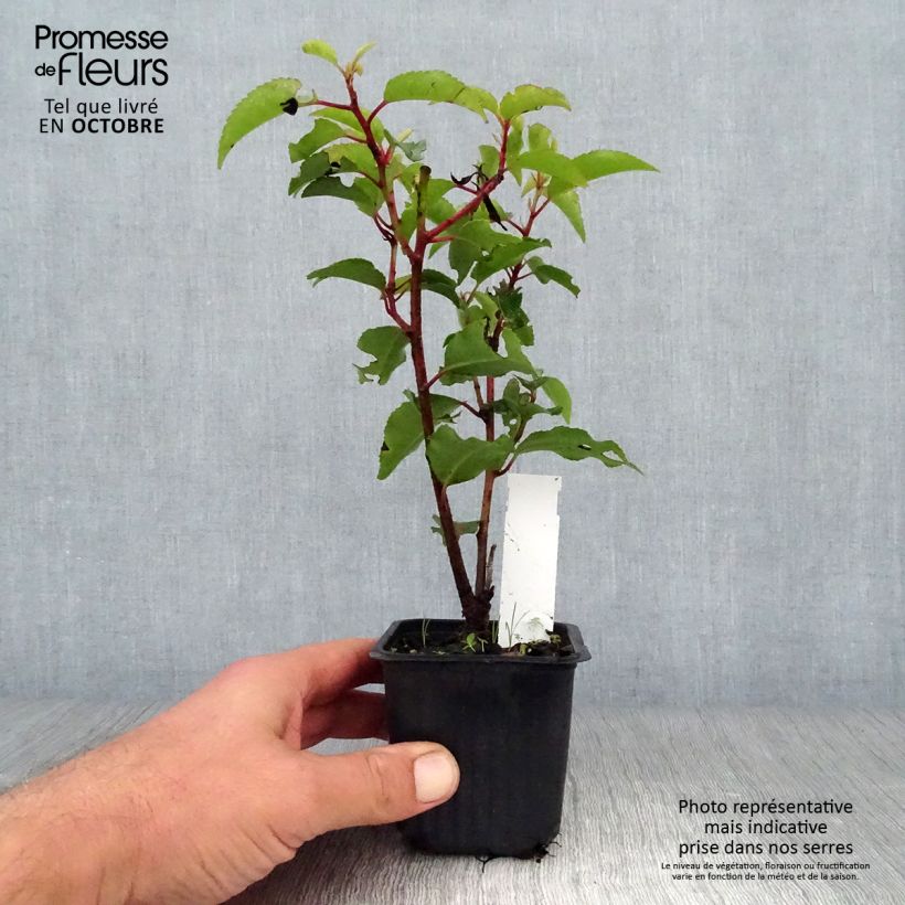Amostra de Azereiro Angustifolia Vaso de 8/9 cm tal como entregue no outono