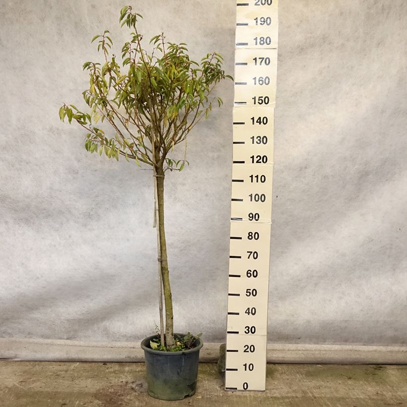 Amostra de Azereiro Myrtifolia Vaso de 12 L/15 L, Meia haste tal como entregue no outono