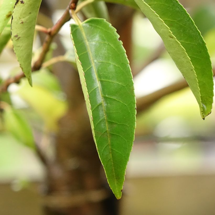 Azereiro Myrtifolia (Folhagem)