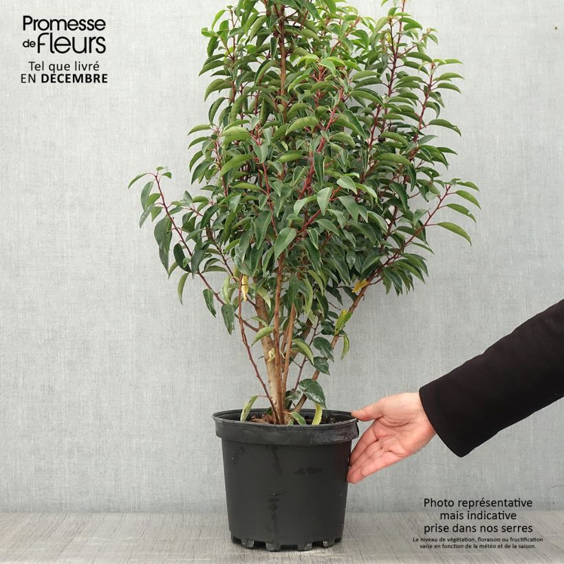 Amostra de Azereiro Myrtifolia Vaso de 6 L/7 L tal como entregue no outono