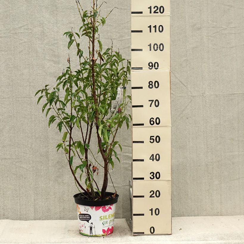 Amostra de Azereiro Myrtifolia Vaso de 6 L/7 L tal como entregue no verão